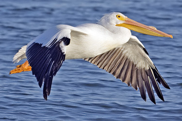 <p>Order: Pelicaniformes Family: Pelicanidae</p>