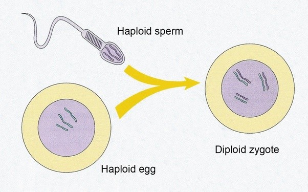 <p>Zygote</p>