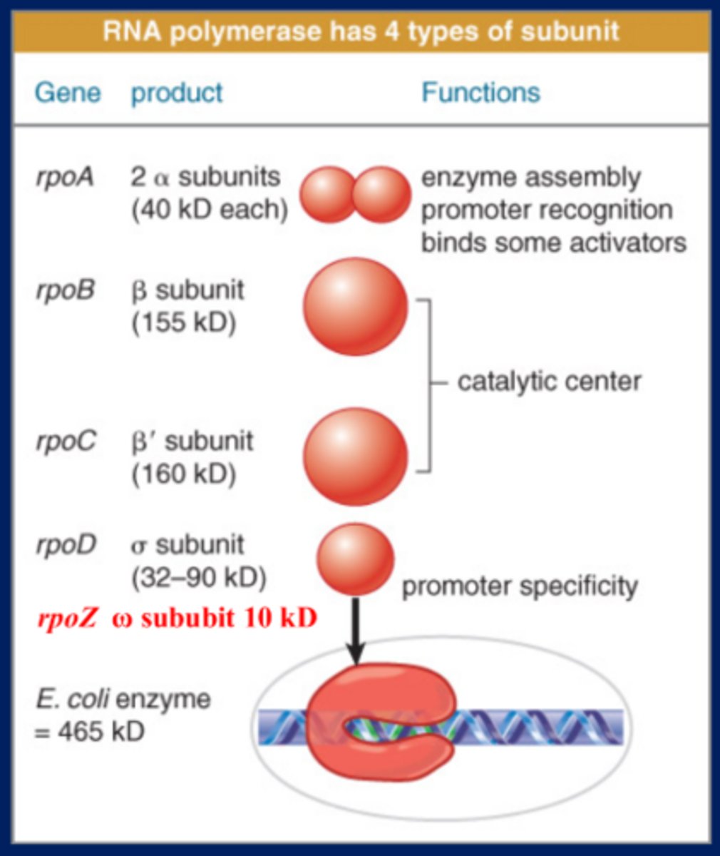 <p>E. coli RNA polymerase (α2ββ′σ ω) has 5 types of subunit</p>