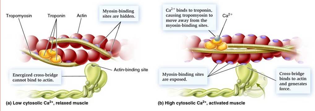 <p>muscle <strong>relaxed</strong>: tropomyosin blocks myosin binding sites along the actin molecule</p><p>muscle <strong>contracted</strong>:<strong> Ca<sup>2+</sup> bind to troponin</strong> on actin causing <strong>tropomyosin </strong>to <strong>reposition </strong>and <strong>expose </strong>myosin <strong>binding sites</strong></p>