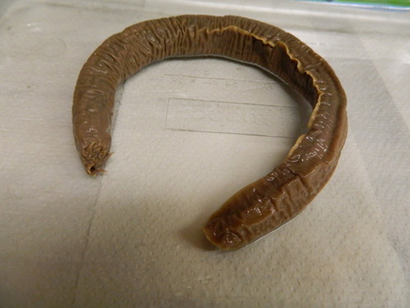 <p>lack key vertebrate features such as jaws, vertebrae, and paired fins, making them resemble very early chordates</p>