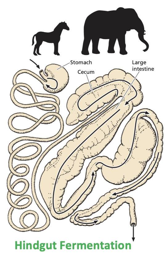 <ul><li><p>Initial digestion with chewing. </p></li><li><p>Digestion continues in the stomach through enzyme activity but moves rapidly to the small intestine. </p></li><li><p>Nutrients are observed in the small intestine. </p></li><li><p>Small food particles enter <strong>cecum</strong>, the principal fermentation chamber.</p></li></ul><p></p>
