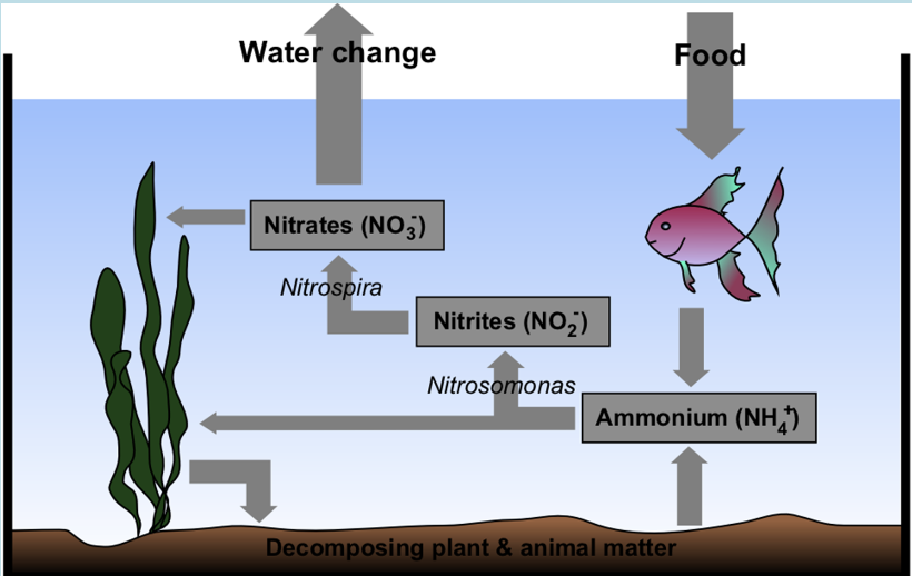 <p>After introducing fish to the aquarium they immediately begin to release waste into the water in the form of excreta and body secretions, both of which contain Nitrogen, also decayed organic matters and waste product of algae contain Nitrogen .</p><ul><li><p>Nitrogen in the water is quickly converted into Ammonia or Ammonium (NH3, NH4), which are highly toxic to almost all the animals, particularly fish, result in severe irritation of fish gills, eyes, and skin (1 mg/L is toxic level).</p></li><li><p>Also, they tend to bind with dissolved oxygen (result in the formation of nitrite and nitrates; NO2 and NO3) which might lead to hypoxia (reduced oxygen level in water) and fish suffocation.</p></li><li><p>Beneficial bacteria populations (Nitrosomonas and Nitrobacter = nitrogen fixing bacteria) are responsible for nitrogen cycle in the water.</p></li><li><p>Bacterial colonies rapidly utilize ammonia and convert them into Nitrites then into Nitrates as part of their metabolism, Nitrates then can be used as (absorbed) a fertilizer and metabolic enhancer for the plants and algae in the aquarium or can be (assimilated) during the gas exchange or removed by water filtration.</p></li></ul>