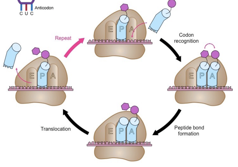 <p><span style="background-color: transparent; font-family: "Proxima Nova", sans-serif;"><span>Think ‘Arrive, Processing and Exit’ or A,P,E.</span></span></p>