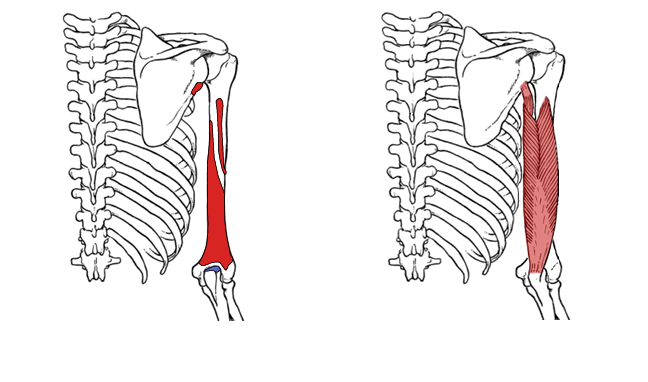 <p>What is the origin for the long head of the triceps?</p>