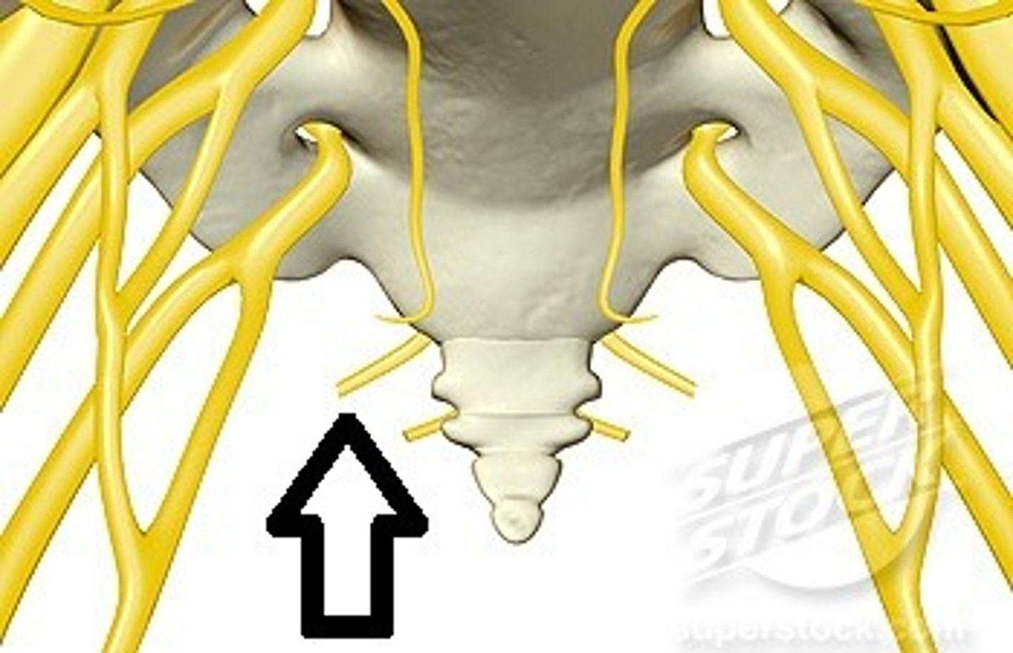 <p>1 pair</p><p>Achy or piercing pain in the tailbone</p>