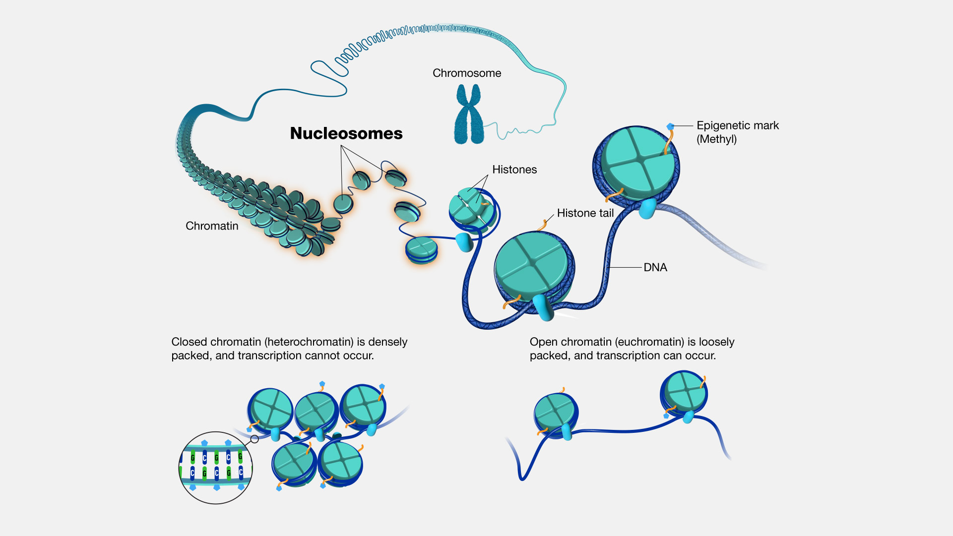 <p><strong><em><u><br>A nucleosome</u></em></strong>: Eight positively charged histones wrapped with negative DNA</p><p></p><p>-The nucleosome is the core of chromatin structure</p><p>• The core unit of chromatin regulation is the <strong>nucleosome</strong></p><p>• Eight histone proteins (called an octamer) wrapped with DNA</p>