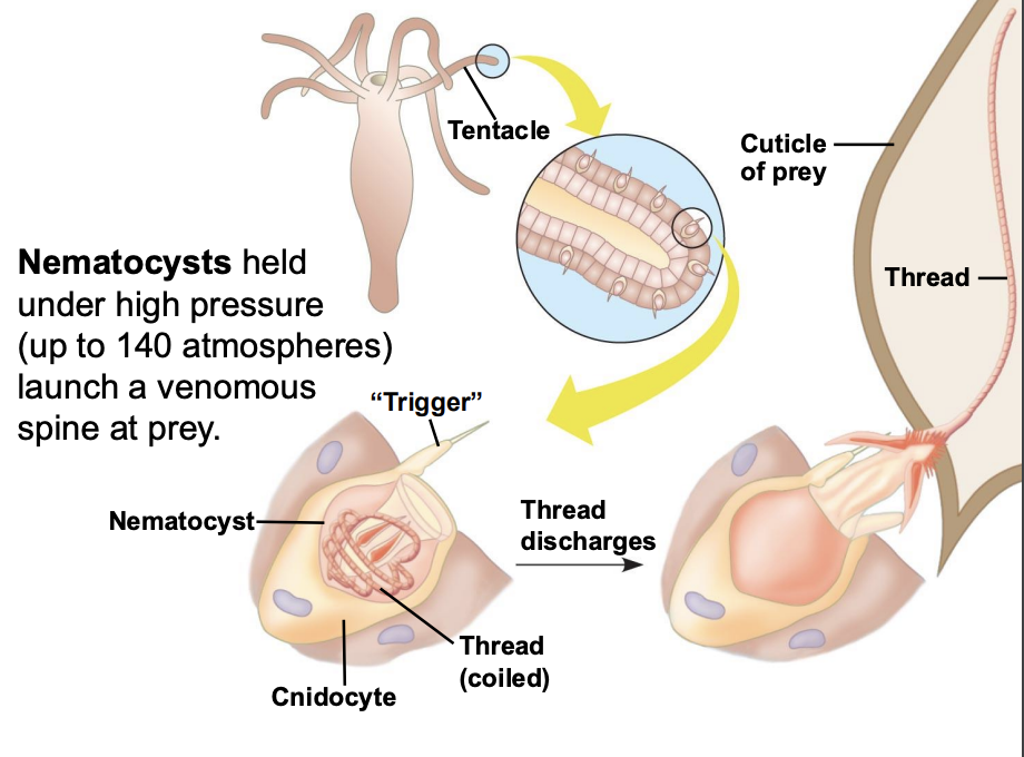 <p>Nematocysts are held under high pressure (up to 140 atmospheres) and launch a venomous spine at prey</p>