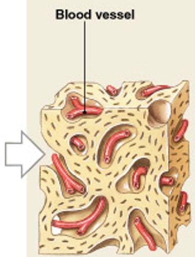 <p>Which step of intramembranous ossification have:</p><ul><li><p><span style="color: yellow;"><strong>Spongy bone develops</strong></span> and is remodeled into</p><ul><li><p>Osteons of compact bone</p></li><li><p>Periosteum</p></li><li><p>Or marrow cavities</p></li></ul></li></ul><p></p>