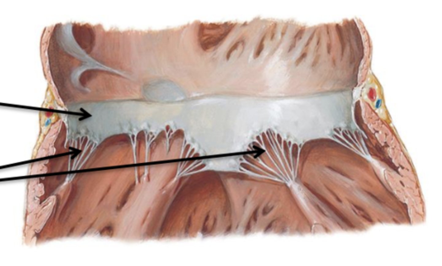 <p>Connective tissue cords that attach to the lower surface of the cusps.</p>