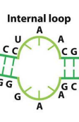 <p>Unpaired bases on both strands between two paired regions.</p>
