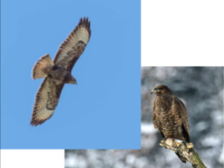 <p>Habitat: Land. </p><p>Övrigt: Predator som äter gnagare, ormar, grodor och maskar. </p><p>Övervintrar i sydvästra och västra Europa. </p><p>Enstaka individer kan stanna. </p>