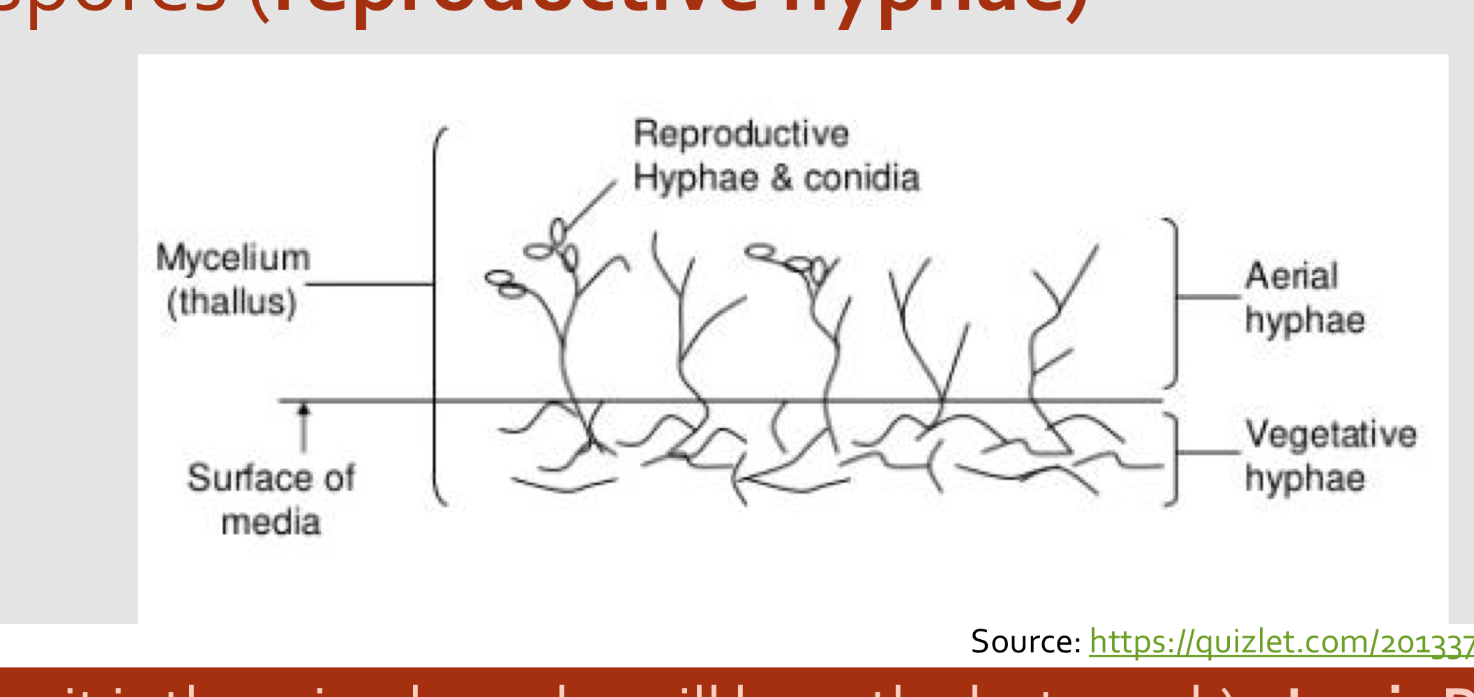 <ul><li><p>Vegative: part that anchors the mould and absorb nutrient</p></li><li><p>Aerial: Part that project above the surface of the culture, some produce spore (<strong>reproductive hyphae</strong>)</p></li></ul><p></p>