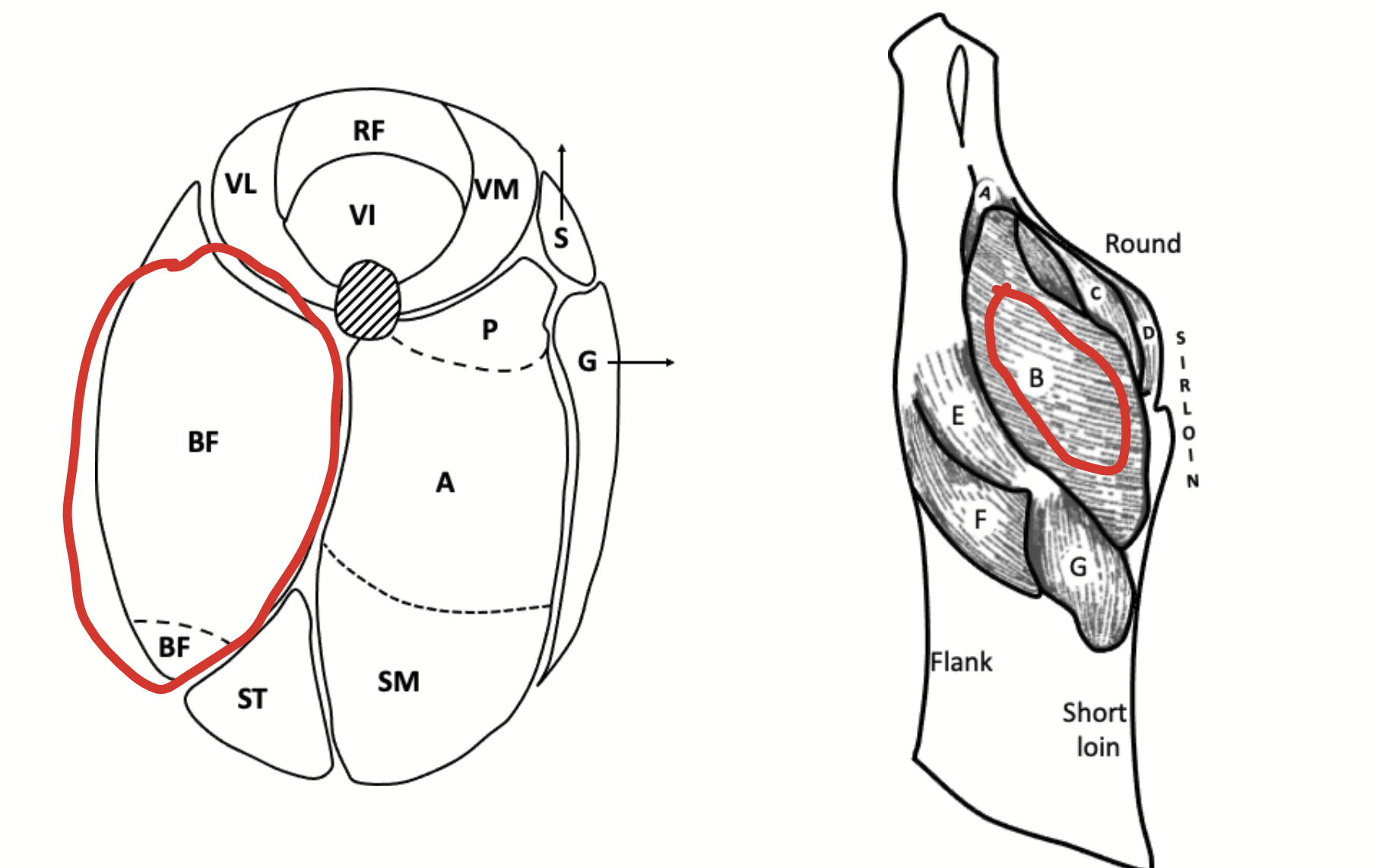 <p>A single large muscle on the lateral face of the hindlimb.</p><p>In cross section, it often appears to be divided into two parts because it has a very deep cleft along part of its length.</p><p>Appears as a single muscle in cuts of meat which miss the cleft, but sections through the cleft make the muscle appear double.</p><p>To add to the possibility of confusion, the small segment of muscle cut off by the cleft is often paler than the main part of the muscle.</p>