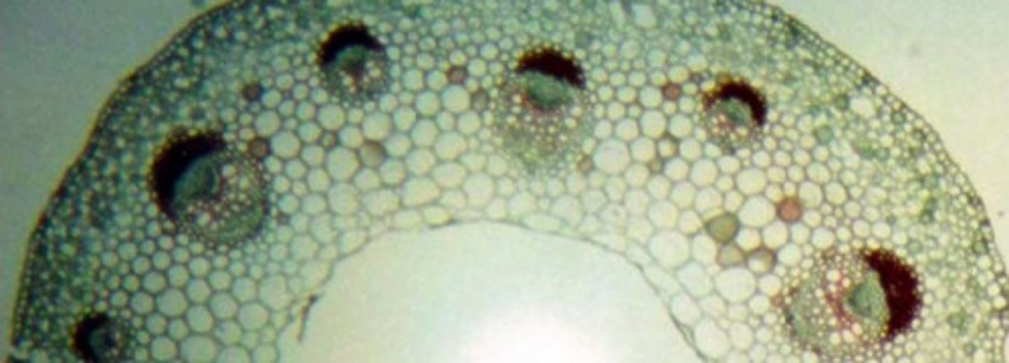 <p>dicot</p>