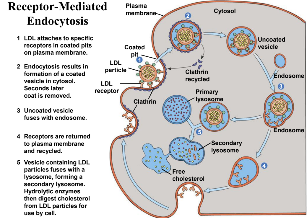 <p>Cells use specific receptors on clathrin coated pits to bind ligands.</p><p><span style="color: rgb(157, 67, 67);">note: ligands= signaling molecule, LDL= low density lipoprotein(increases cholesterol)</span></p>