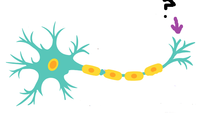 <p>Identify this part of the neuron and its function:</p>