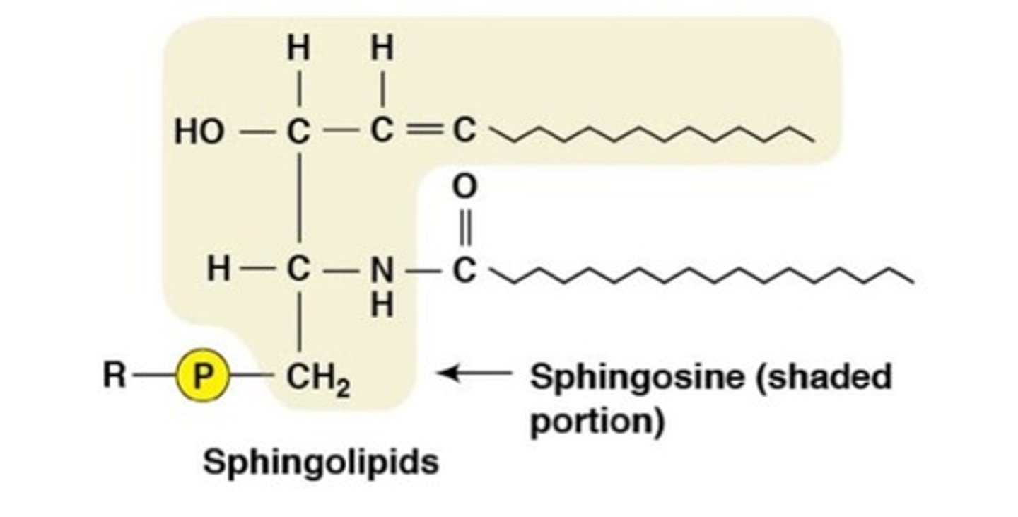 <p>- ceramides w sugar groups attached to C1 hydroxyl</p><p>- located on the outer surface of plasma MB</p><p>- a type of glycolipid</p>