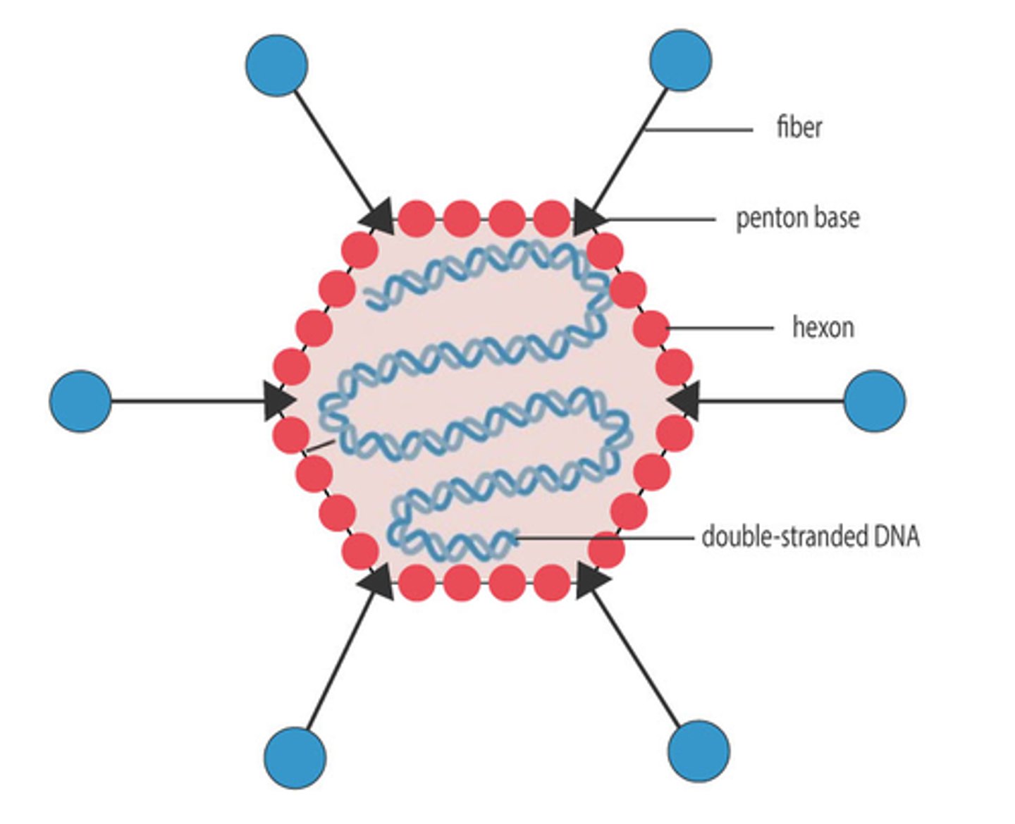 <p>non-enveloped, icosahedral capsid containing dsDNA linear genomes</p>