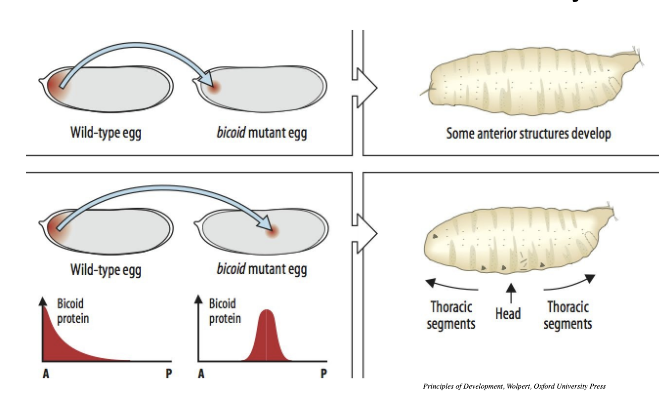 <p>SHow the active substance→ bicoid protein</p><ul><li><p>localised in the <strong>anterior</strong> part of the egg cell</p></li></ul><p></p><ul><li><p>this shows that not only is bicoid protein necessary but also <strong>sufficient</strong> in forming anterior/head in the cell</p></li></ul><p></p>