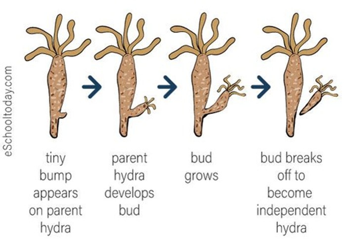 <p>cytoplasm buldges, nucleus divides via mitosis. bud separates</p>
