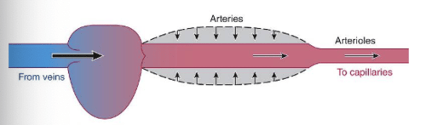 <p>the elastic recoil exerts pressur eon the blood in the aorta during diastole, which drives blood into the vessels downstream</p>