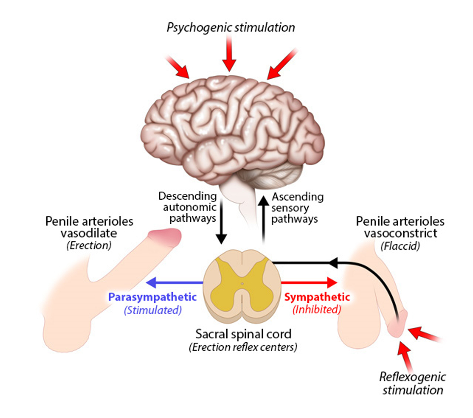 <ul><li><p>a spinal reflex influenced by the brain</p></li><li><p>triggered by</p><ul><li><p>psychogenic stimulation</p><ul><li><p>thoughts, sights, etc.</p></li></ul></li><li><p>reflexogenic stimulation</p><ul><li><p>physical touch</p></li></ul></li></ul></li><li><p>both types activate autonomic pathway from brain→ sacral spinal cord (? reflex centers)</p></li><li><p>parasympathetic stimulation</p><ul><li><p>vasodilation of penile arterioles→ erection</p></li></ul></li><li><p>sympathetic inhibition</p><ul><li><p>vasoconstriction of penile arterioles→ flaccid state</p></li></ul></li></ul><p></p>