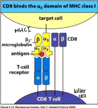 <p>interact with cells expressing MHC I, in general are involved in killing virus-infected cells, also called cytotoxic T cells (CTL or Tc)</p>