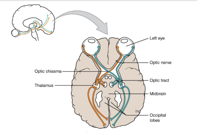 <p>• Nerve – bundle of axons in the PNS (peripheral nervous system). It is going to transmit sensory and motor information.&nbsp;</p><p>• Tract – bundle of axons in the central nervous system</p>