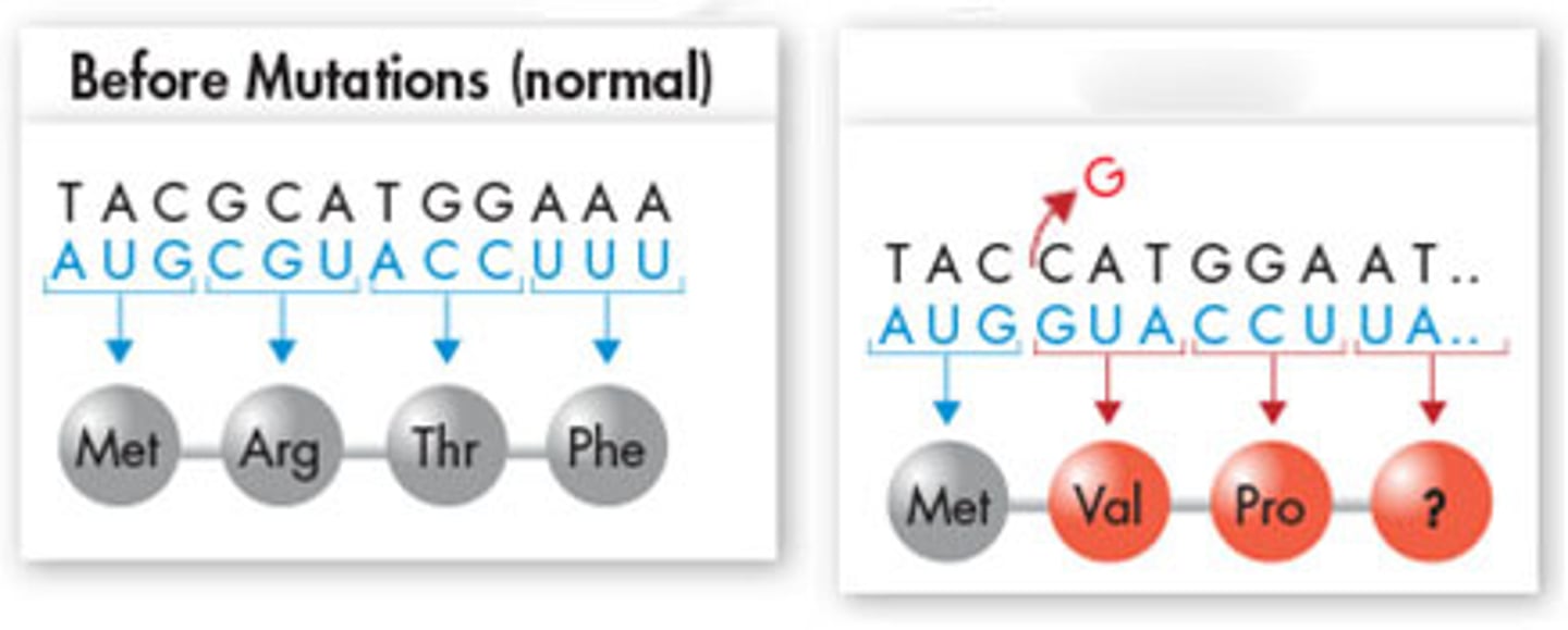 <p>A gene mutation that occurs when a nucleotide base is deleted; results a frameshift mutation in which every amino acid that occurs after the deletion is impacted</p>