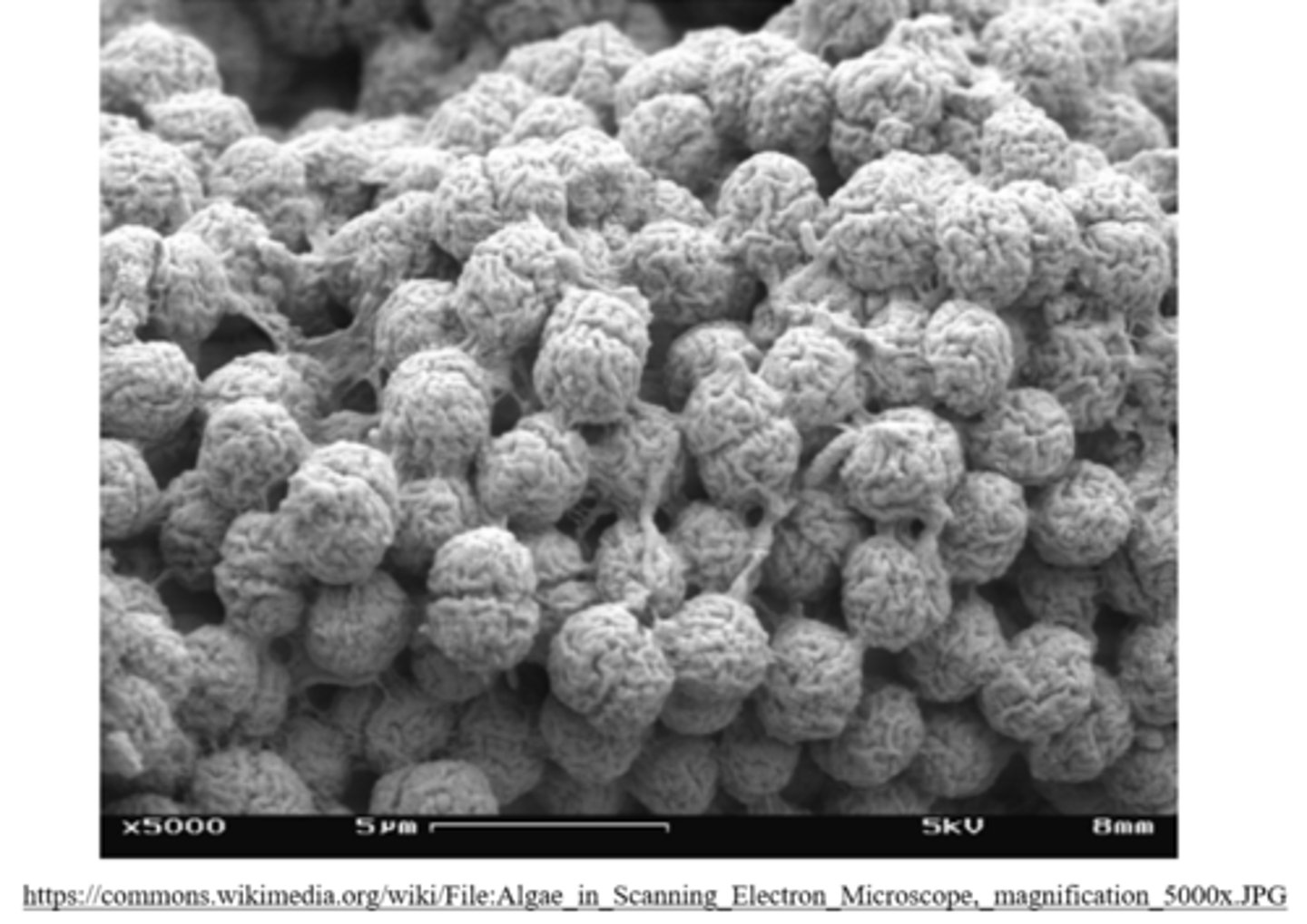 <p>scanning electron microscopy (SEM)</p>