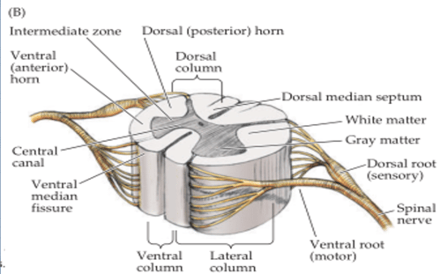 <p>The ventral root</p>