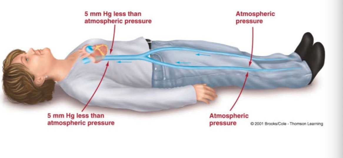 <p>Pressure within the chest cavity transiently decreases during respiration. This increases the pressure gradient between the veins in the lower exterminates and the chest</p>
