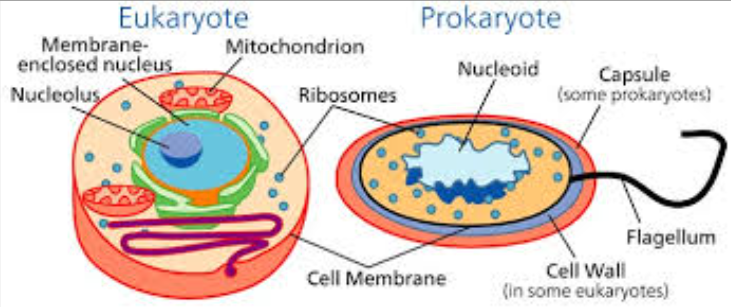 <p>prokaryotes:</p><ul><li><p>contains <strong><em>NO</em></strong> membrane bound organelles                              </p><ul><li><p>e.g. NO nucleus, chloroplasts, mitochondria </p></li></ul></li><li><p>contains plasma membrane, cytoplasm, ribosomes, loop of chromosomal DNA </p><ul><li><p>examples include: bacteria</p></li></ul></li></ul><p>eukaryotes:</p><ul><li><p>contain membrane bound organelles</p><ul><li><p>e.g. nucleus, chloroplasts, mitochondria etc.</p></li></ul></li><li><p>examples include:</p><ul><li><p>plant + animal cells, fungi </p></li></ul><p>                                  </p><p></p><p></p></li></ul>