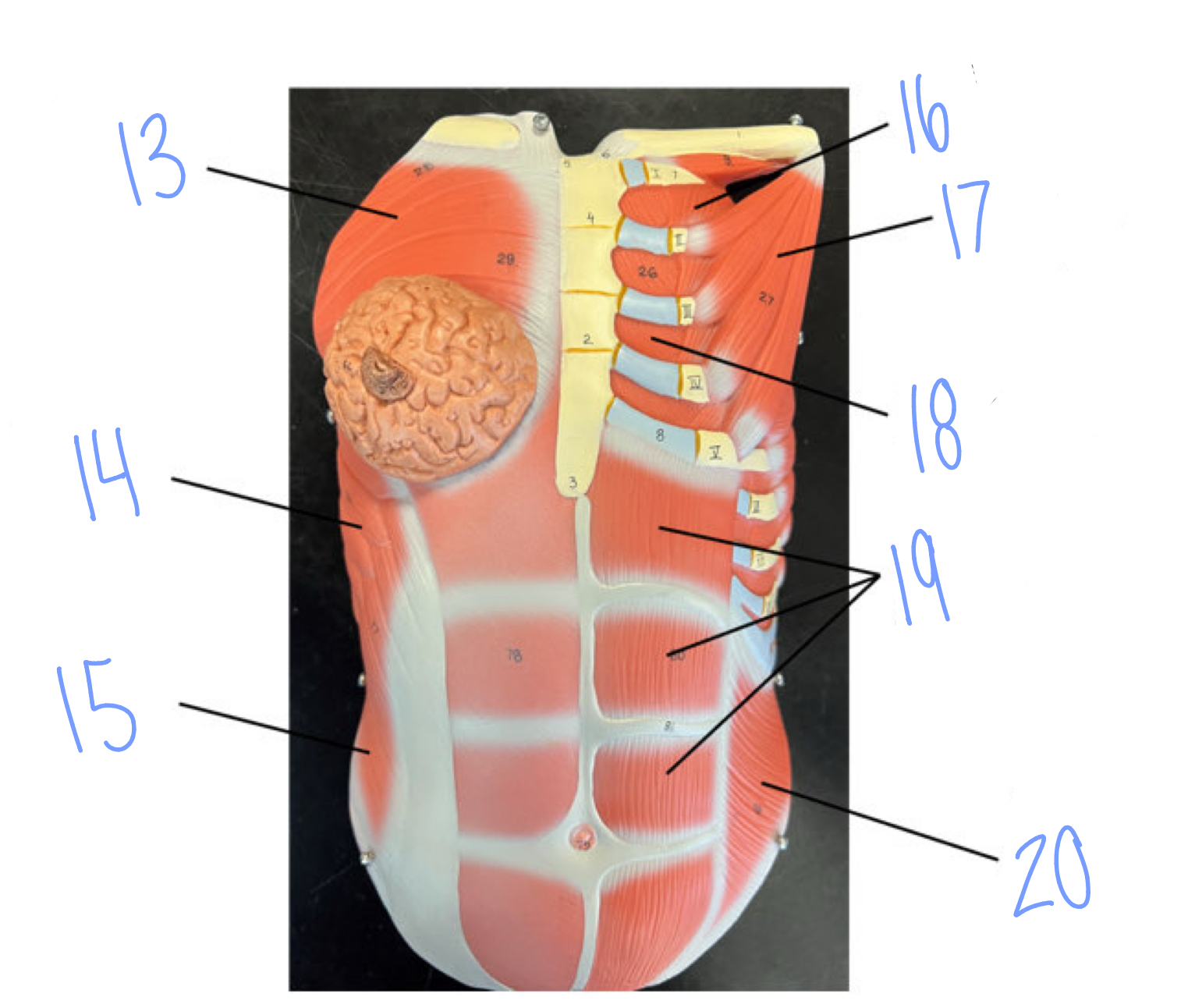 <p>16</p>