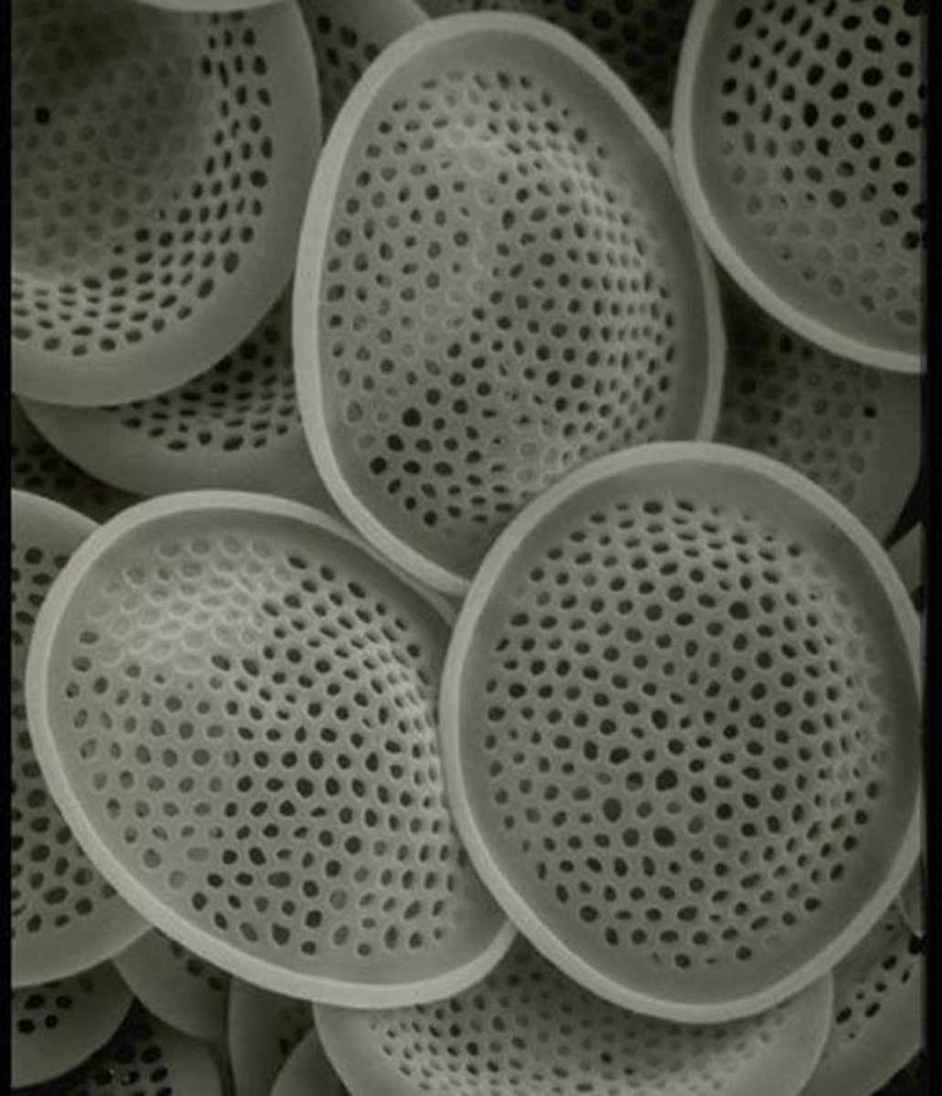 <p>Cyanobacteria, diatoms, silicoflagellates, and coccolithophores.</p>