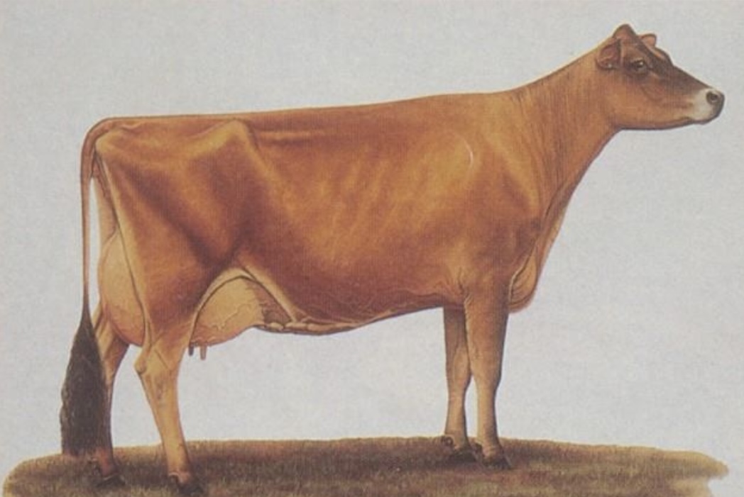 <ul><li><p>﻿Originated in Jersey, France.</p></li><li><p>﻿<u>Smallest among the dairy breeds</u>,</p></li><li><p>﻿Rank <u>fifth</u> among dairy breeds in average <u>milk produced</u> and <u>first</u> in average <u>milkfat</u> produced per cow.</p></li></ul>