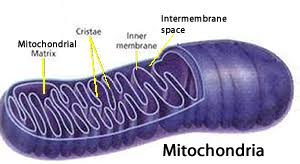 <p>In the Inner membrane </p>