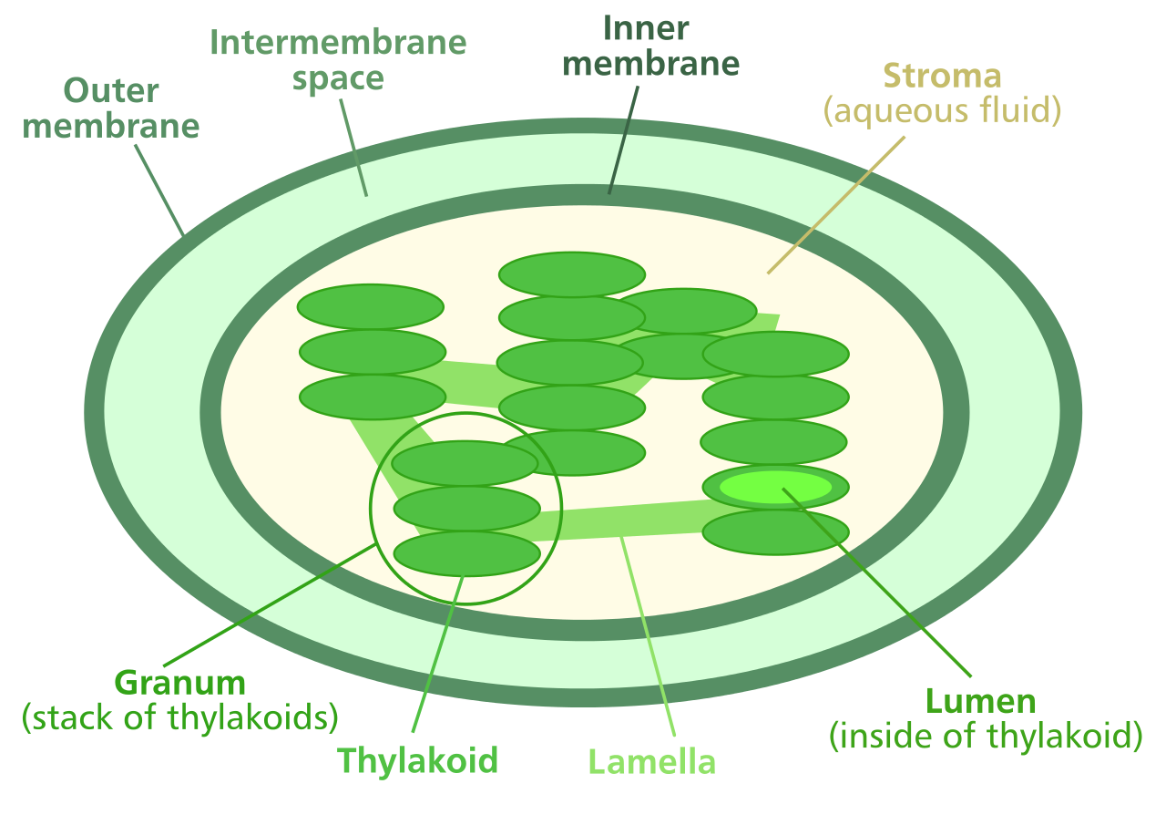 Diagram of a Chloroplast