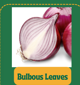 <p>stores carbs and water underground</p><p>protected from herbivores and weather</p><p>eg. onions</p>
