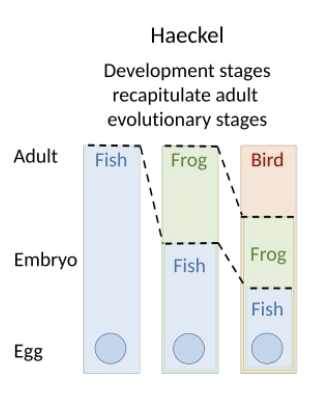 <p>“Ontogeny recapitulates phylogeny” – development of “higher” animals repeats phylogenetic ancestry</p>