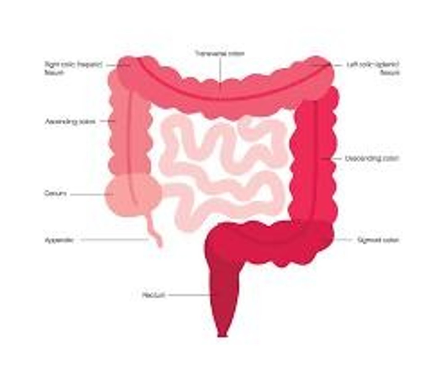 <p>Located near the liver.</p>