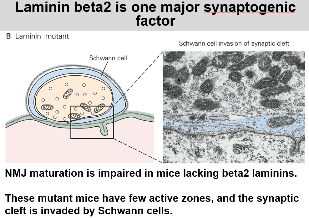 <p>It served as a stop cell for the glial cell to not invade the synaptic cleft and also something relating to postsynaptic and presynaptic cleft</p>