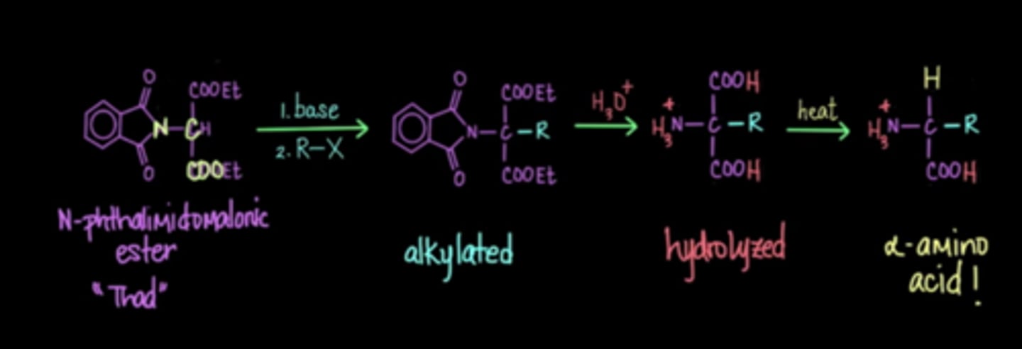 <p>1. deprotonate phthalimide with KOH</p><p>2. SN2- phthalimide attacks alpha carbon in malonic ester</p><p>3. deprotonate center carbon and attack a new alkyl halide (which will have the desired R group)</p><p>4. hydrolysis of esters and imide with acid</p><p>5. decarboxylation with heat</p><p>nonstereoselective</p>