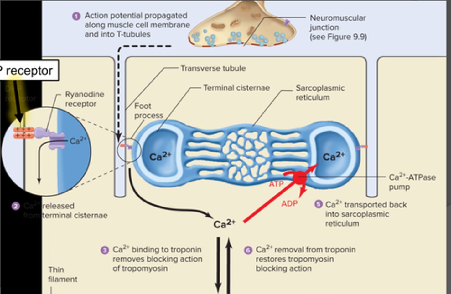 <p>uses dihydropyridine receptors (DHPR) in tubule and ryanodine receptors (RyR) to release Ca2+ from SR</p>