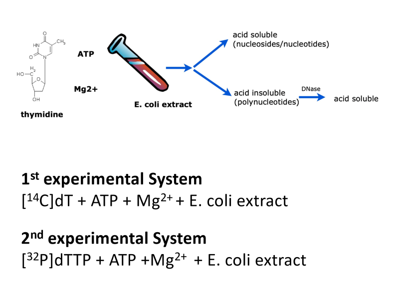<p>experiments that demonstrated enzymatic synthesis of DNA + identified DNA polymerase as enzyme responsible for DNA replication →<strong> DNA Pol I</strong></p><ol><li><p>mixed radio-labeled dT or dTTP w/ isolated fraction</p></li><li><p>added acid to reaction + separated into 2 fraction via centrifugation:</p><ol><li><p>acid soluble</p></li><li><p>acid insoluble </p></li></ol></li><li><p>acid insoluble = <em>could</em> be polymerized DNA → polymerase <em>is</em> present in mixture</p></li><li><p>verified acid insoluble pellet contained polymerized DNA by treat w/ Dnase</p><ol><li><p>Dnase specific to DNA → cleaves phosphodiester backbone → all NTs free </p><ol><li><p>real nucleotide polymers broken up → soluble again in acid conditions </p></li><li><p>radioactive moves from pellet into soluble fraction</p></li></ol></li><li><p>NTs could be stuck in middle of protein aggregations/interact w/ protein</p><ol><li><p>need to discern b/w free stuck NTs or free NTs from DNA</p></li></ol></li></ol></li></ol><p></p><p></p>