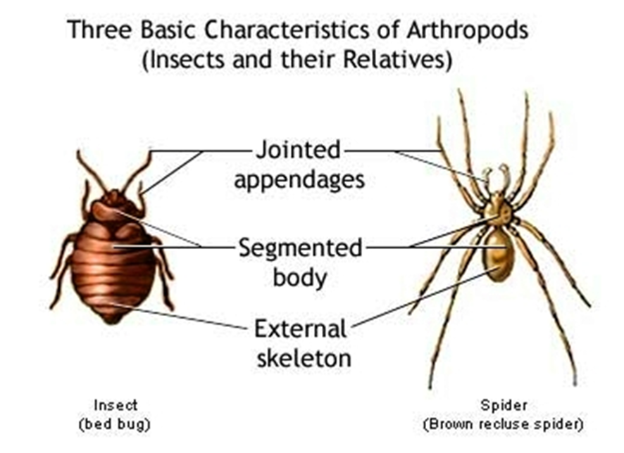 <p>anthropods:  animals that have articulated legs </p><p>external skeleton: provides support + protection for the animals </p>