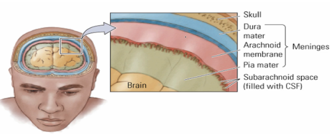 <p>Subarachnoid space </p>