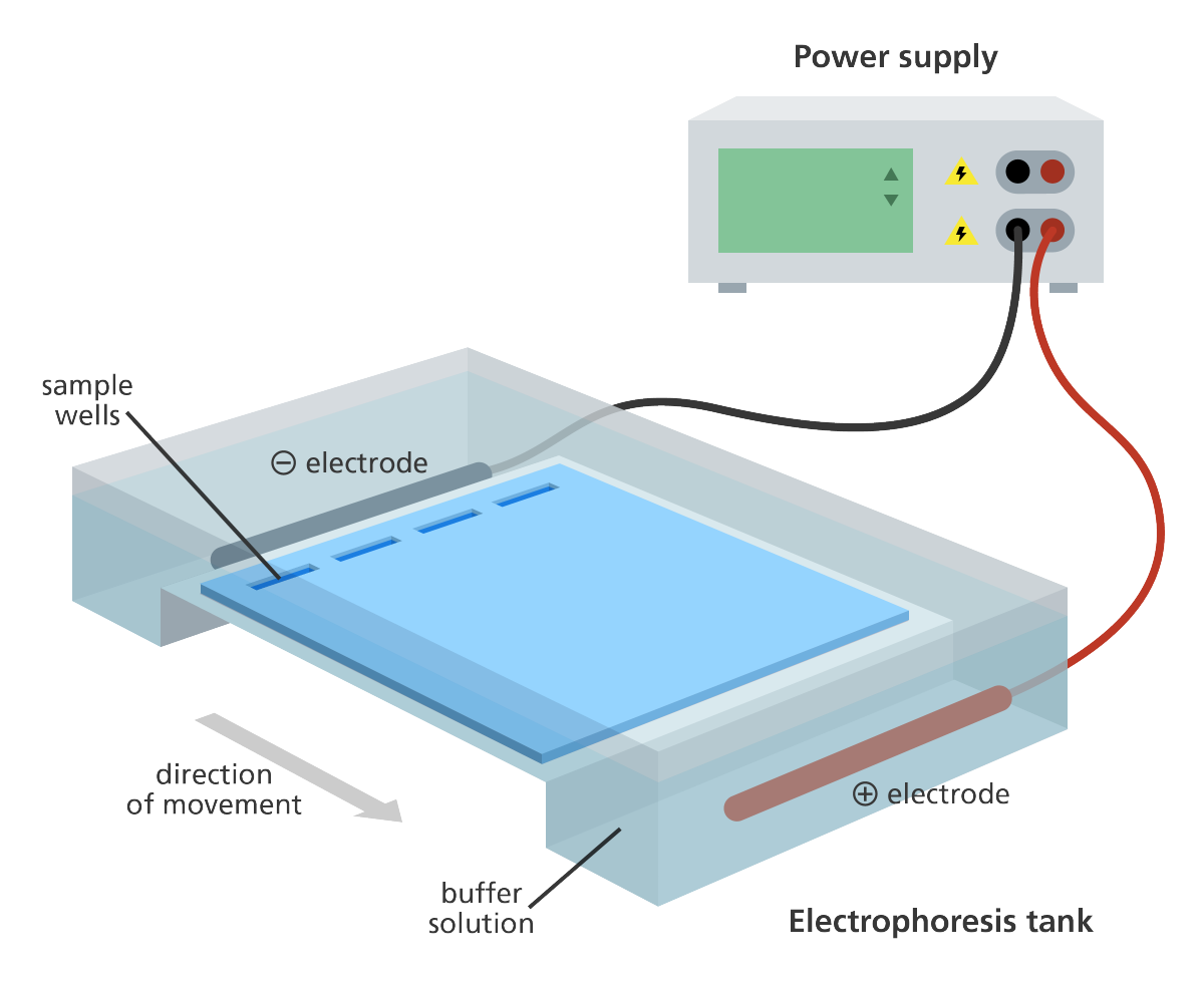 <ul><li><p>Gel matrix contains ⊕ and ⊖ poles, DNA is ⊖ charged and is pulled toward ⊕ pole</p></li><li><p>DNA is dropped into wells in the gel</p></li><li><p>separates DNA fragments based on size</p><ul><li><p>large fragments remain high up</p></li><li><p>small fragments appear to be lower (more motile)</p></li></ul></li><li><p>gel must be stained to view DNA (often w/ ethidium bromide)</p></li></ul>