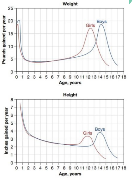 <ul><li><p>girls tend to gain weight and get taller before boys</p><ul><li><p>height = girls (11 - 13), boys (14 - 15)</p></li><li><p>weight = girls (11 - 12), boys (14 - 15)</p></li></ul></li></ul><p></p>